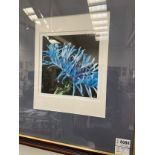 A pencil signed photograph of a corn flower dated 2005, 20cm x 20cm
