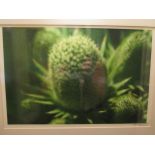 Jenny Himmer limited edition Signed photograph of sunflower and another if a thistle. The largest