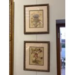 Two nicely framed modern floral specimen prints, 24.5cm x 19cm