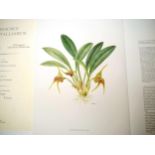 (Botany, Orchidaceae), Carlyle August Luer: 'Thesaurus Masdevalliarum. Eine Monographie der