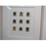Artist proof ‘Bumblebee Species’ series of nine Louise Bird, 30cm x 26cm