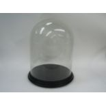 A glass dome on circular ebonised stepped base, dome 25.5cm diameter x 32cm high