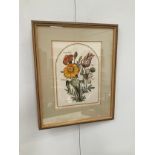 A framed and glazed bookplate depicting floral specimens, 25cm x 18.5cm