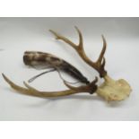 A pair of Antlers 44cm long and hunting horn (2)