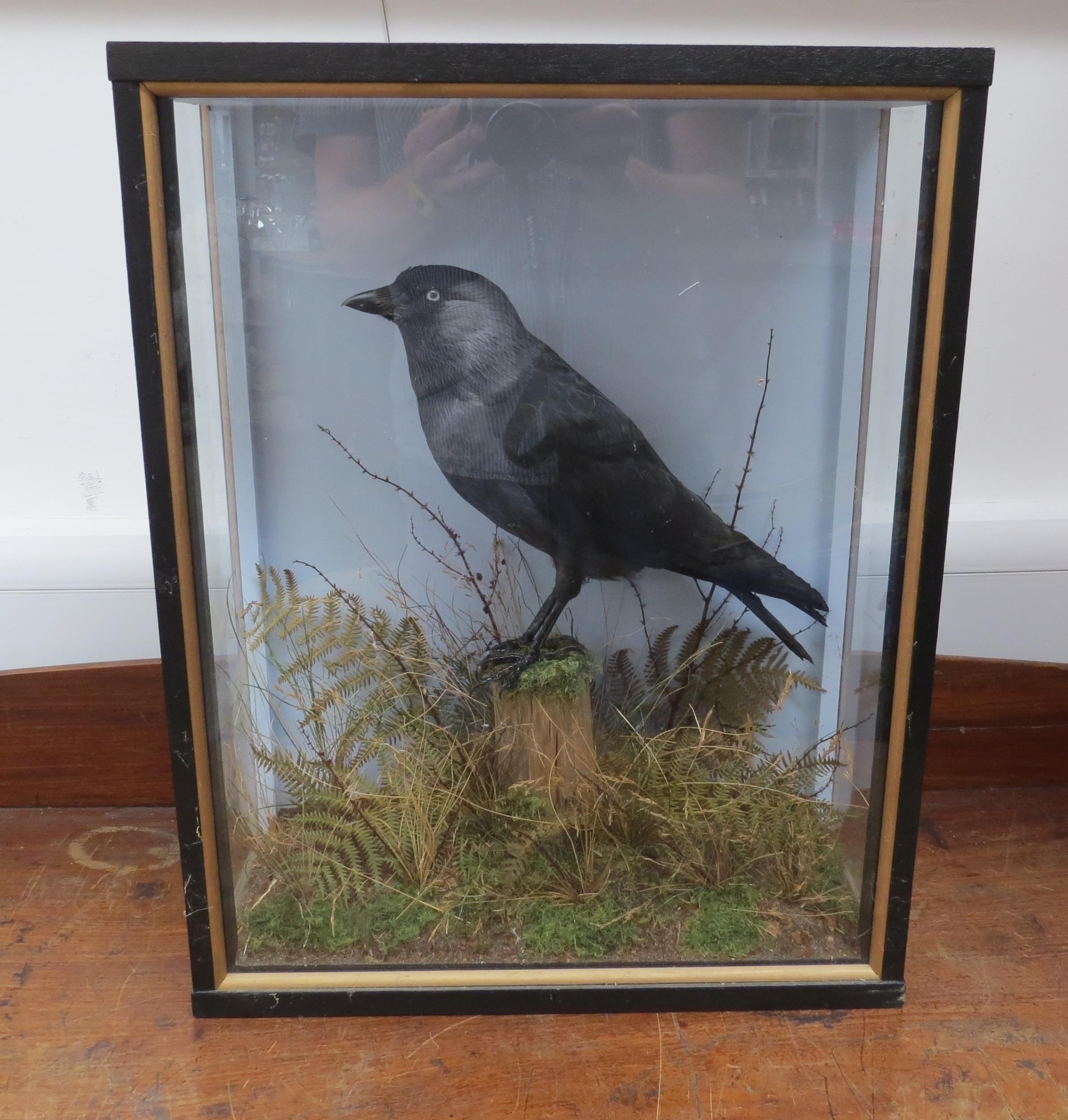 John Burton Taxidermist, Burgh Castle, cased display of a crow, in naturalistic setting, 49cm x 38cm