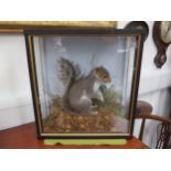 John Burton taxidermist, Burgh Castle, cased display grey squirrel in naturalistic setting, 41.5cm x