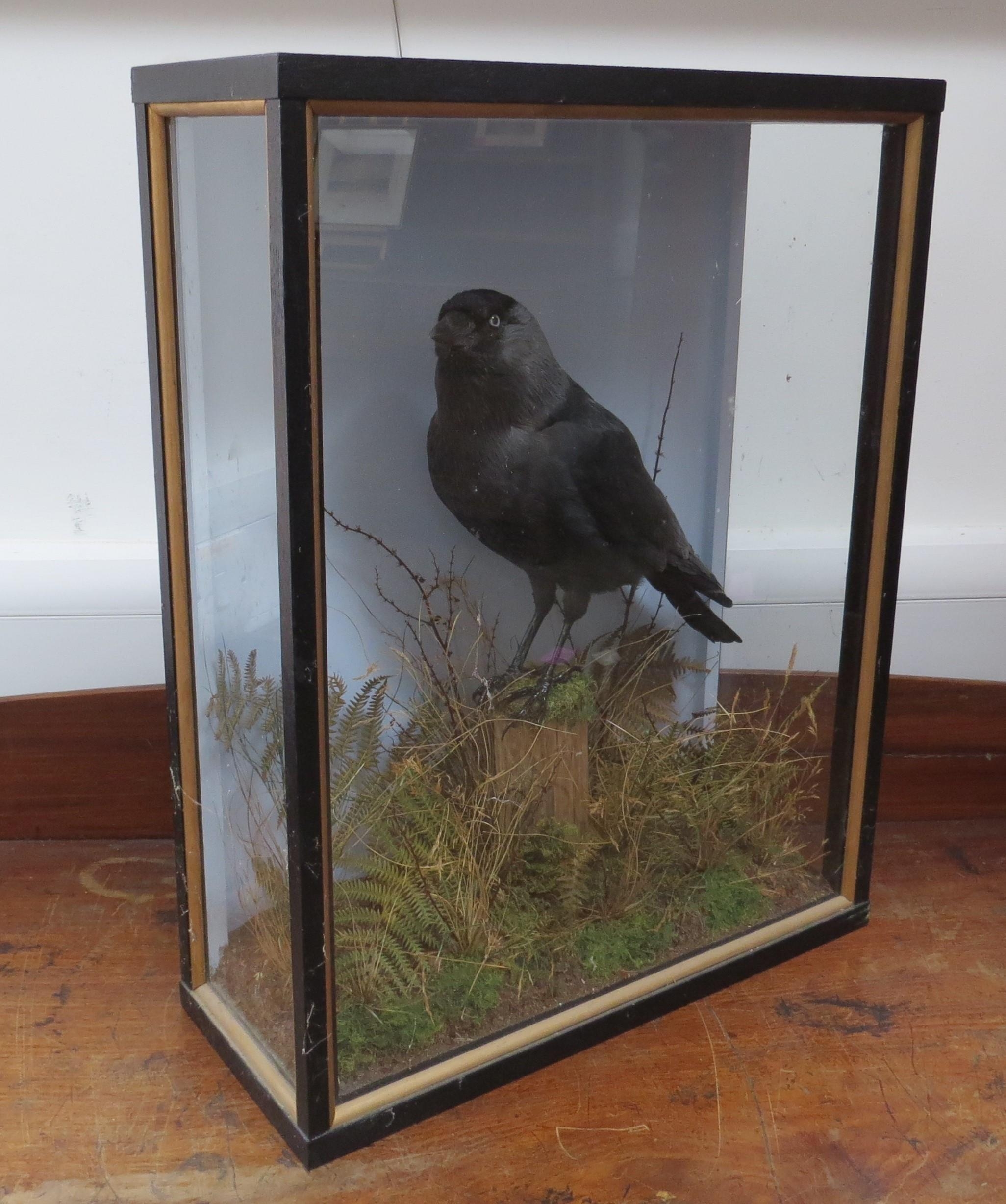 John Burton Taxidermist, Burgh Castle, cased display of a crow, in naturalistic setting, 49cm x 38cm - Image 2 of 3