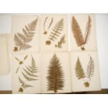 (Ferns, Botany), 35 pressed fern specimens, all pressed on to paper/card leaves, approx 19 of