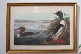 Four Victorian ornithological prints entitled 'Shoveller Duck', 'Goose Sanders' canvas backed duck