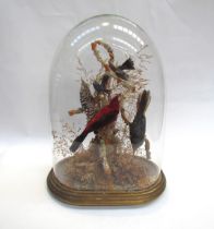 A taxidermy of exotic birds in naturalistic setting, glass domed case, approximately 41cm high