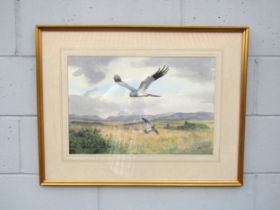 JOHN CYRIL HARRISON (1898-1985) (ARR) A framed and glazed watercolour of Hen Harrier flushing a