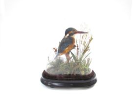 An early 20th Century cased taxidermy of a kingfisher, 25cm high