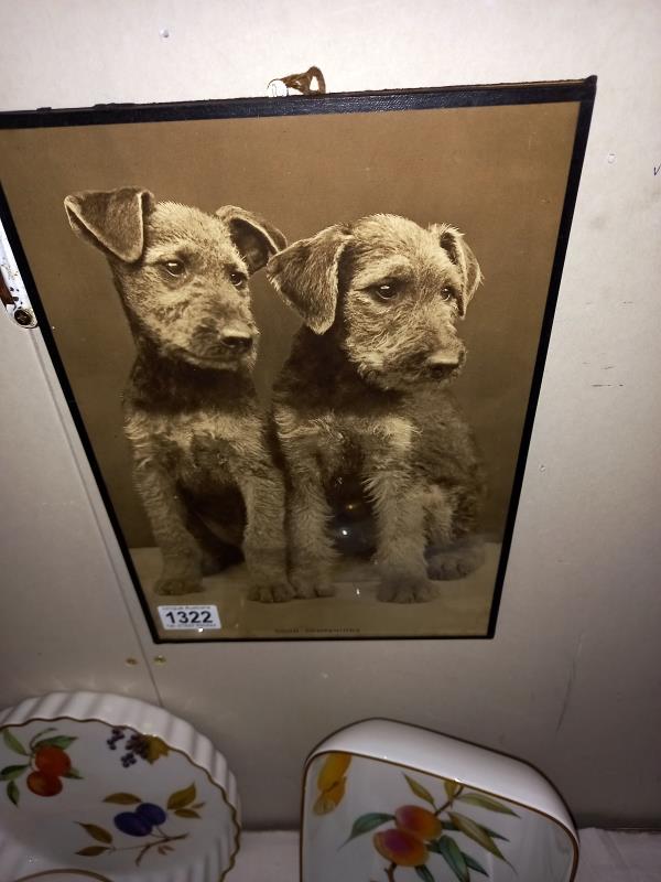 2 vintage framed prints of Terrier dogs - Image 3 of 3
