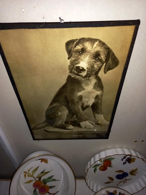 2 vintage framed prints of Terrier dogs - Image 2 of 3