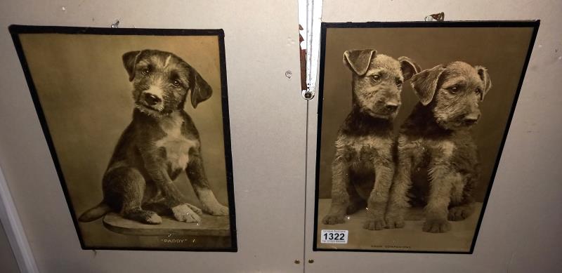 2 vintage framed prints of Terrier dogs