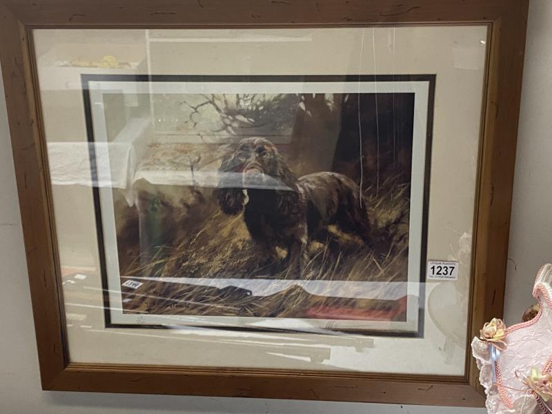 A framed & glazed picture of a Spaniel dog