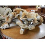 Taxidermy - An unusual pair of foxes at play. COLLECT ONLY.