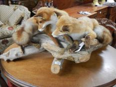 Taxidermy - An unusual pair of foxes at play. COLLECT ONLY.