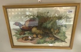 A gilt framed print of a pheasant family, 49cm x 34cm