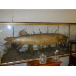 Taxidermy - a large pike in glass case, 117cm long.