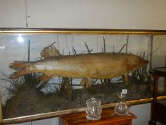 Taxidermy - a large pike in glass case, 117cm long.