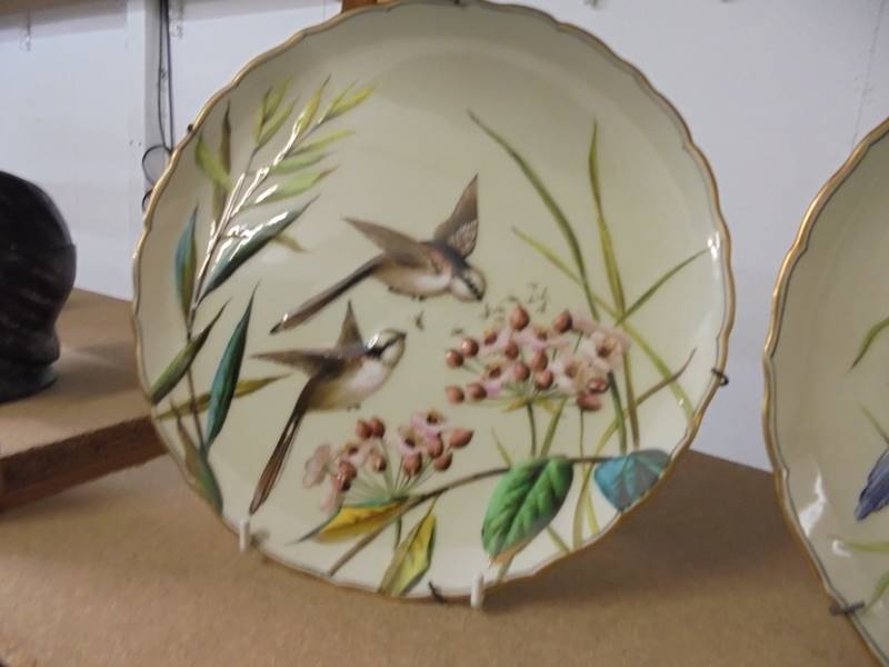 A pair of superb quality hand painted plated featuring birds. - Image 3 of 3