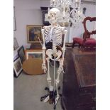 An anatomical skeleton with accessories, COLLECT ONLY.