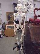 An anatomical skeleton with accessories, COLLECT ONLY.