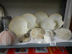 A good lot of sea shells.