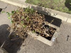 A rectangular concrete planter