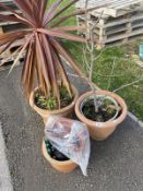 3 terracotta style plant pots and contents