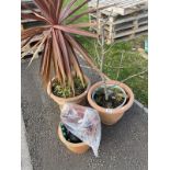 3 terracotta style plant pots and contents