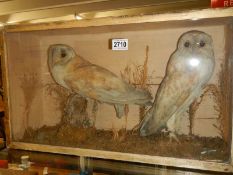 Taxidermy - a cased pair of barn owls, COLLECT ONLY.