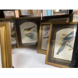 A selection of framed and glazed bird prints