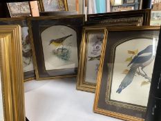 A selection of framed and glazed bird prints