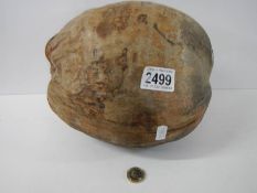 A large Coco de Mer seed/nut.