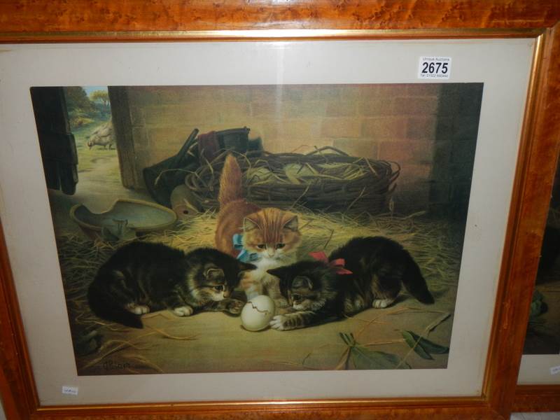 A Bird's eye maple framed study of kittens, COLLECT ONLY.