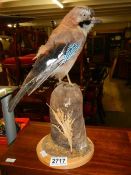 Taxidermy - a Jay on branch, in good condition COLLECT ONLY.
