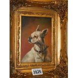 A gilt framed study of a boxer dog, COLLECT ONLY.