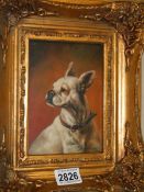 A gilt framed study of a boxer dog, COLLECT ONLY.