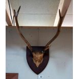 Taxidermy stag mounted antlers COLLECT ONLY