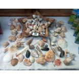 A good collection of sea shells