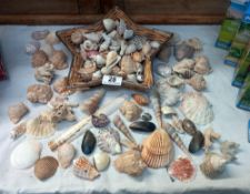A good collection of sea shells