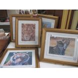 5 framed and glazed prints of lions, tigers and leopards by Stephen Gayford, all frames sizes are