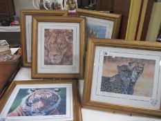 5 framed and glazed prints of lions, tigers and leopards by Stephen Gayford, all frames sizes are