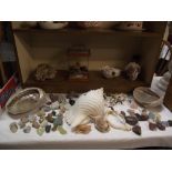 A fabulous lot of shells, minerals & fossils, etc.