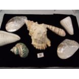 Beautiful lot of seashells, includes 2 polished pearl double sided clams 16cm x 10cm approx. terebra