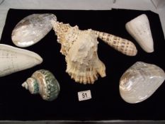 Beautiful lot of seashells, includes 2 polished pearl double sided clams 16cm x 10cm approx. terebra