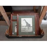 A box of framed and glazed animal photos COLLECT ONLY