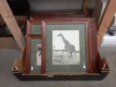 A box of framed and glazed animal photos COLLECT ONLY